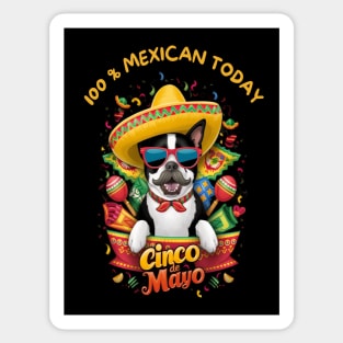 Boston Terrier Dog Cinco de Mayo Sticker